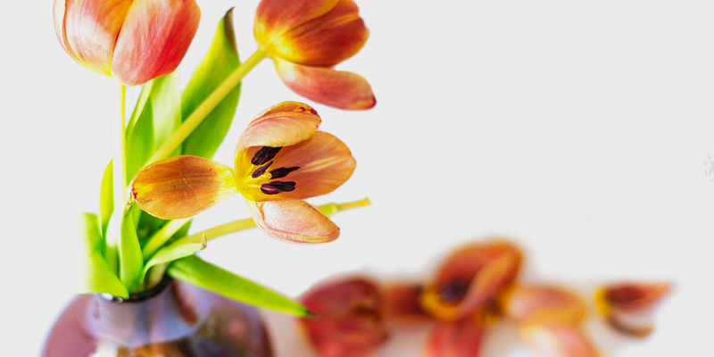 Frühlingstage ohne Dich / DE, Holper-Muehl rote Tulpe verliert Blütenblätter