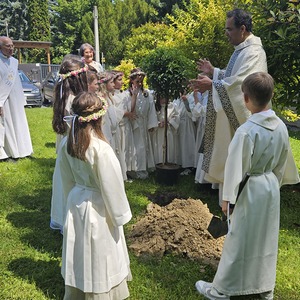 Baumpflanzung im Hain