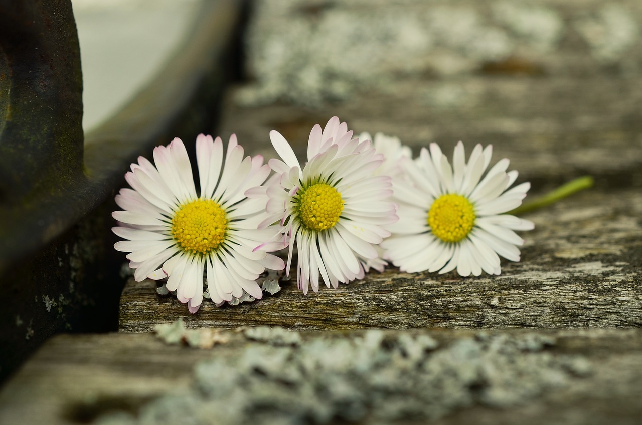 pixabay