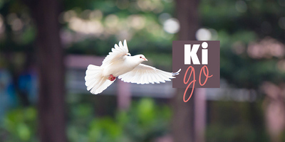 Eine weisse Taube im Flug.