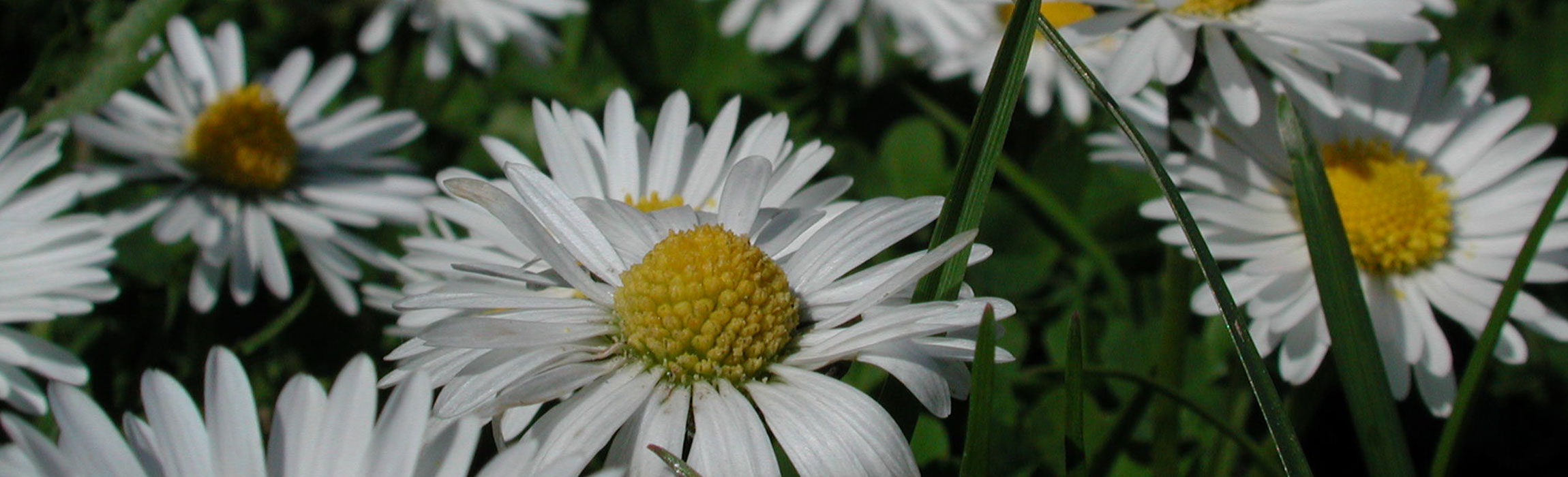 Gänseblümchen